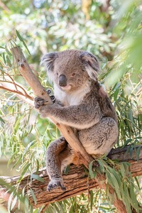 KoalaSize