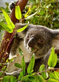 KoalaFamily