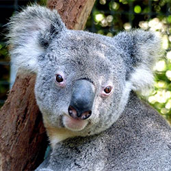 SillyKoala