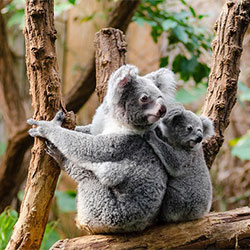 KoalaFamily