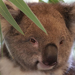 KoalaStaring