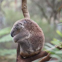 SleepingKoala