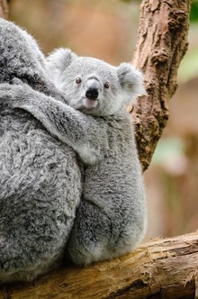 PrettyKoala