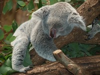 KoalaSleeping