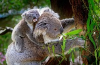KoalaEating