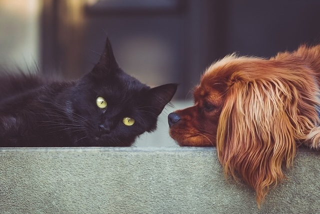 black cat