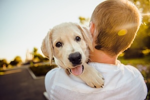 Bubbles Golden Retriever