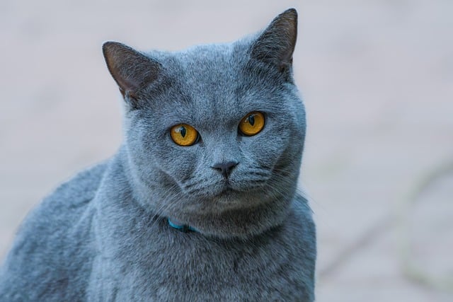 grey cat