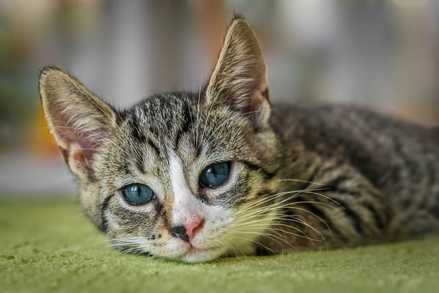 kitten