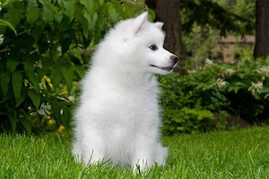American Eskimo