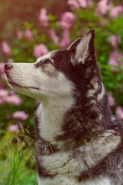 Husky